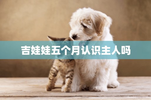 吉娃娃五個月認識主人嗎