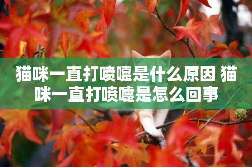 貓咪一直打噴嚏是什么原因 貓咪一直打噴嚏是怎么回事