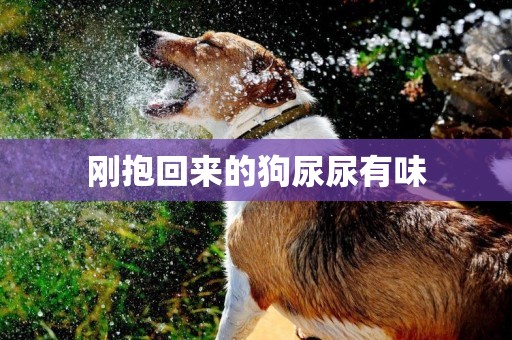 剛抱回來的狗尿尿有味
