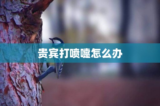 貴賓打噴嚏怎么辦