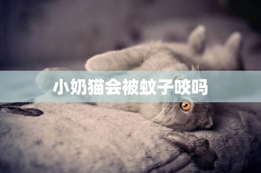 小奶貓會被蚊子咬嗎