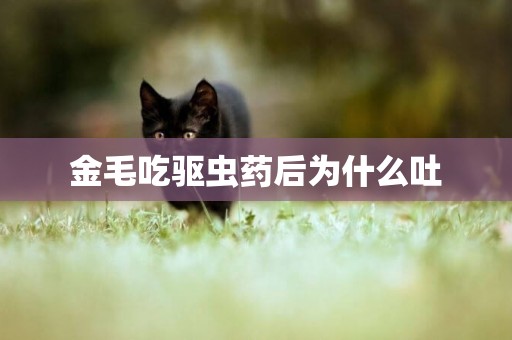 金毛吃驅蟲藥后為什么吐