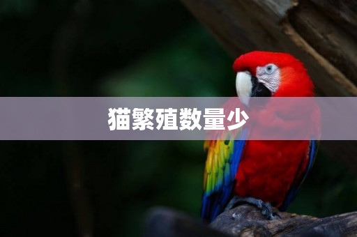 貓繁殖數量少
