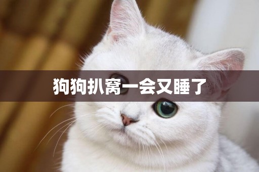 狗狗扒窩一會又睡了
