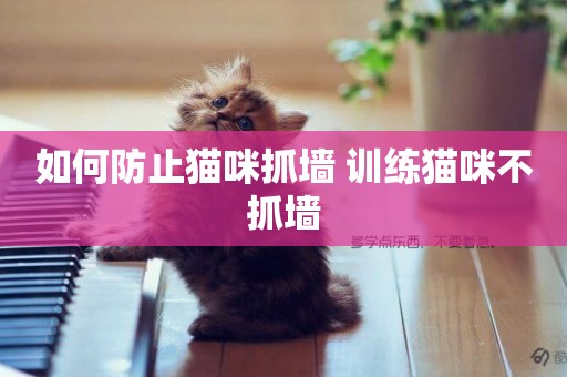 如何防止貓咪抓墻 訓練貓咪不抓墻