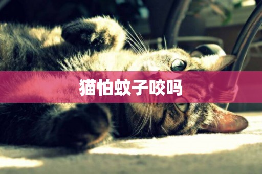 貓怕蚊子咬嗎