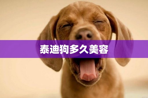 泰迪狗多久美容