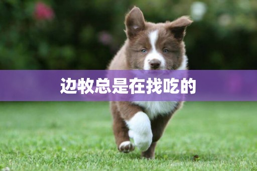 邊牧總是在找吃的