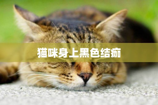 貓咪身上黑色結痂