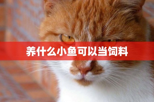 養什么小魚可以當飼料