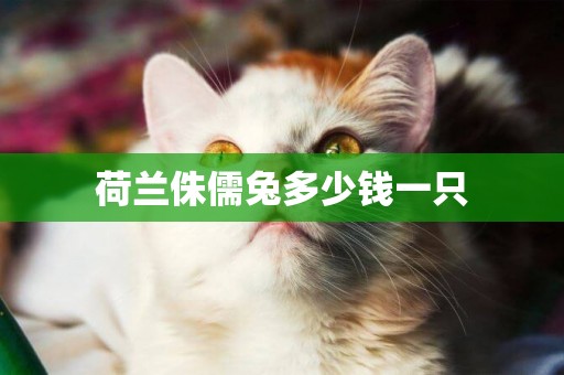 荷蘭侏儒兔多少錢一只