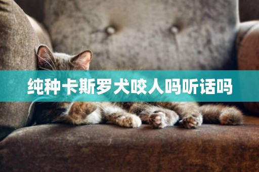 純種卡斯羅犬咬人嗎聽話嗎