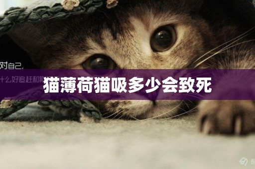 貓薄荷貓吸多少會致死