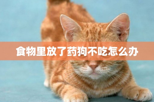 食物里放了藥狗不吃怎么辦