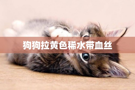 狗狗拉黃色稀水帶血絲