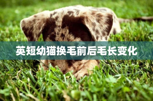 英短幼貓換毛前后毛長變化