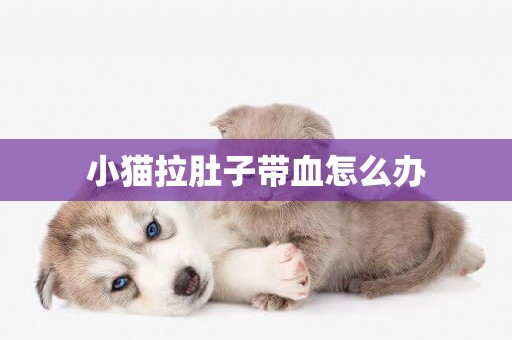 小貓拉肚子帶血怎么辦