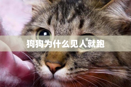 狗狗為什么見人就跑