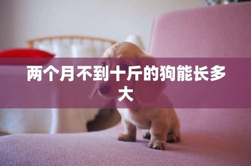 兩個月不到十斤的狗能長多大
