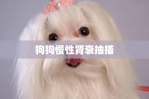 狗狗慢性腎衰抽搐