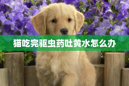 貓吃完驅蟲藥吐黃水怎么辦