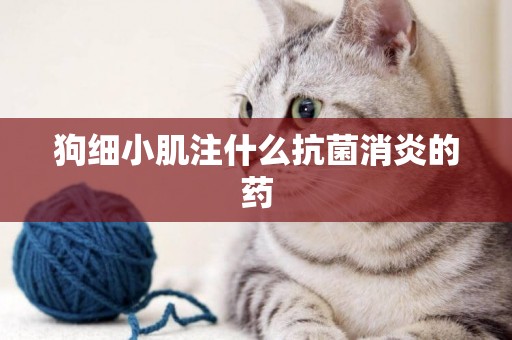 狗細小肌注什么抗菌消炎的藥