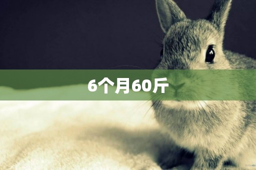 6個月60斤