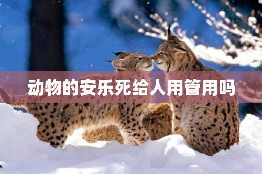 動物的安樂死給人用管用嗎