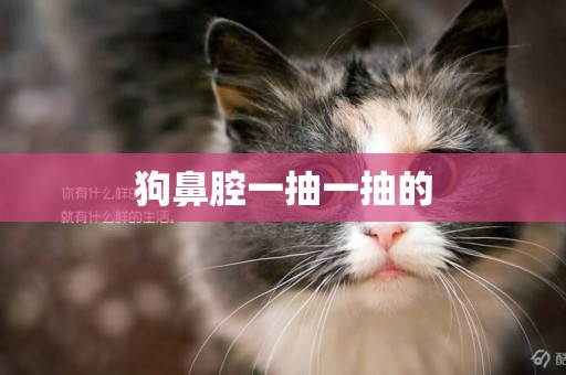 狗鼻腔一抽一抽的