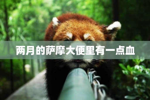 兩月的薩摩大便里有一點血