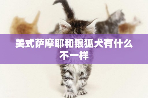 美式薩摩耶和銀狐犬有什么不一樣