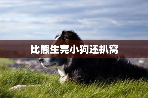 比熊生完小狗還扒窩