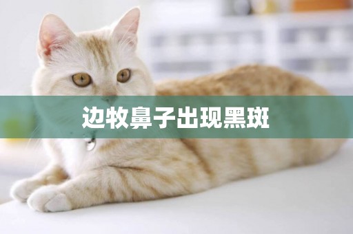 邊牧鼻子出現黑斑