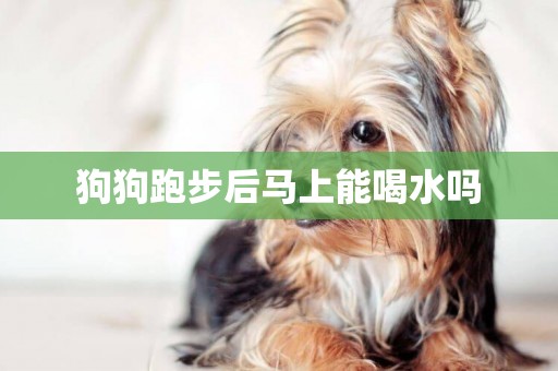 狗狗跑步后馬上能喝水嗎