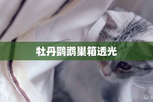 牡丹鸚鵡巢箱透光