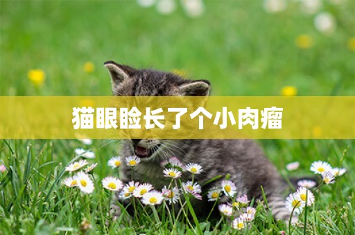 貓眼瞼長了個小肉瘤