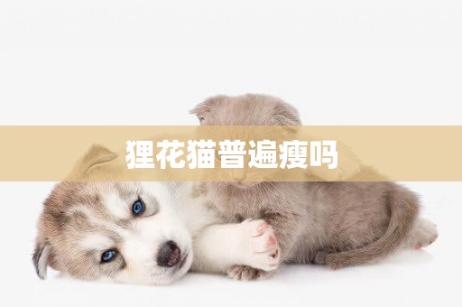 貍花貓普遍瘦嗎