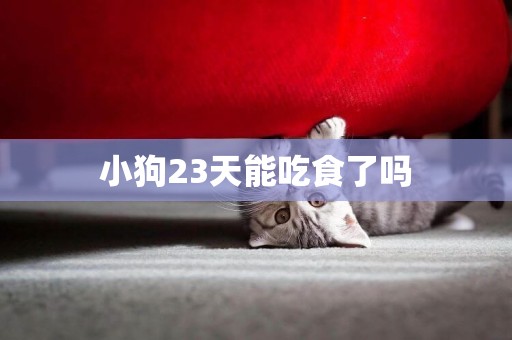 小狗23天能吃食了嗎