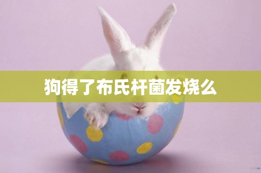 狗得了布氏桿菌發燒么