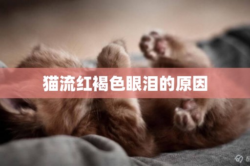 貓流紅褐色眼淚的原因
