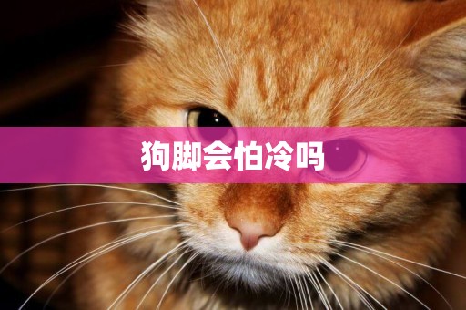 狗腳會怕冷嗎