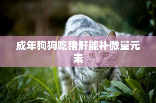 成年狗狗吃豬肝能補微量元素