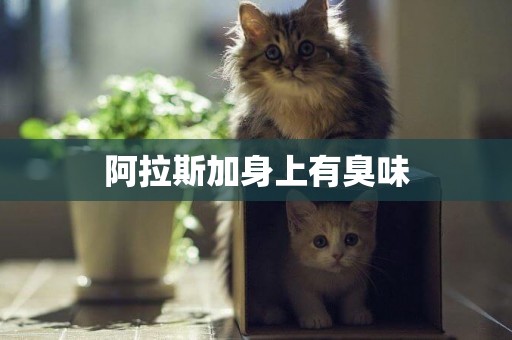阿拉斯加身上有臭味