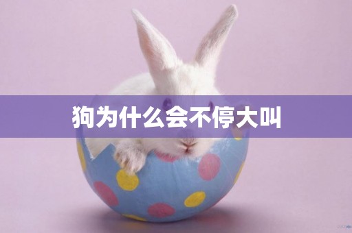 狗為什么會不停大叫