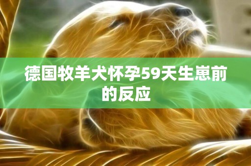 德國牧羊犬懷孕59天生崽前的反應
