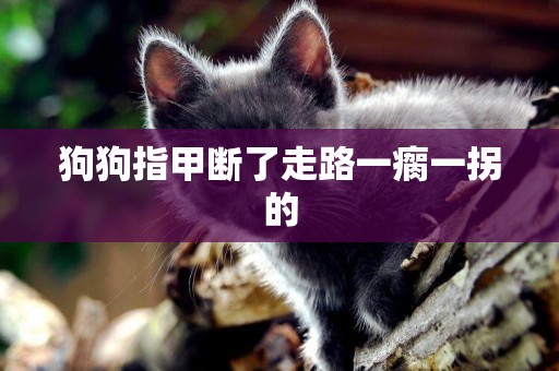 狗狗指甲斷了走路一瘸一拐的