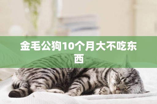 金毛公狗10個月大不吃東西