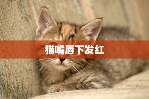 貓嘴唇下發紅