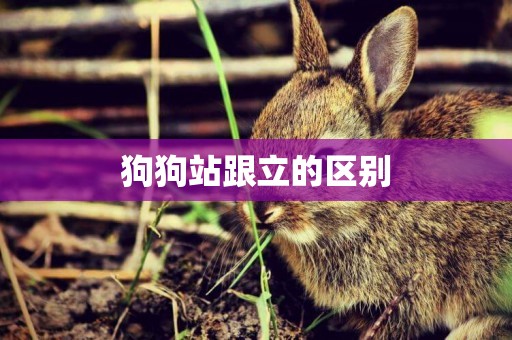 狗狗站跟立的區別