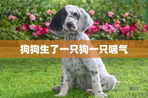狗狗生了一只狗一只喘氣